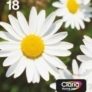 Epson easymail mp daisy claria multipack home cmyk